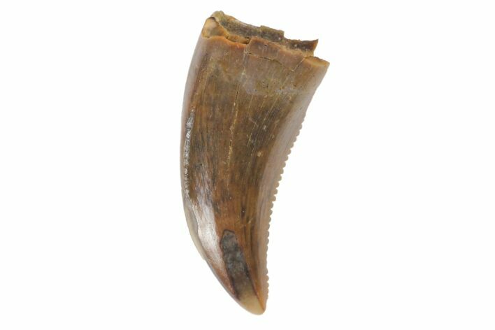 Serrated, Raptor Tooth - Judith River Formation #128539